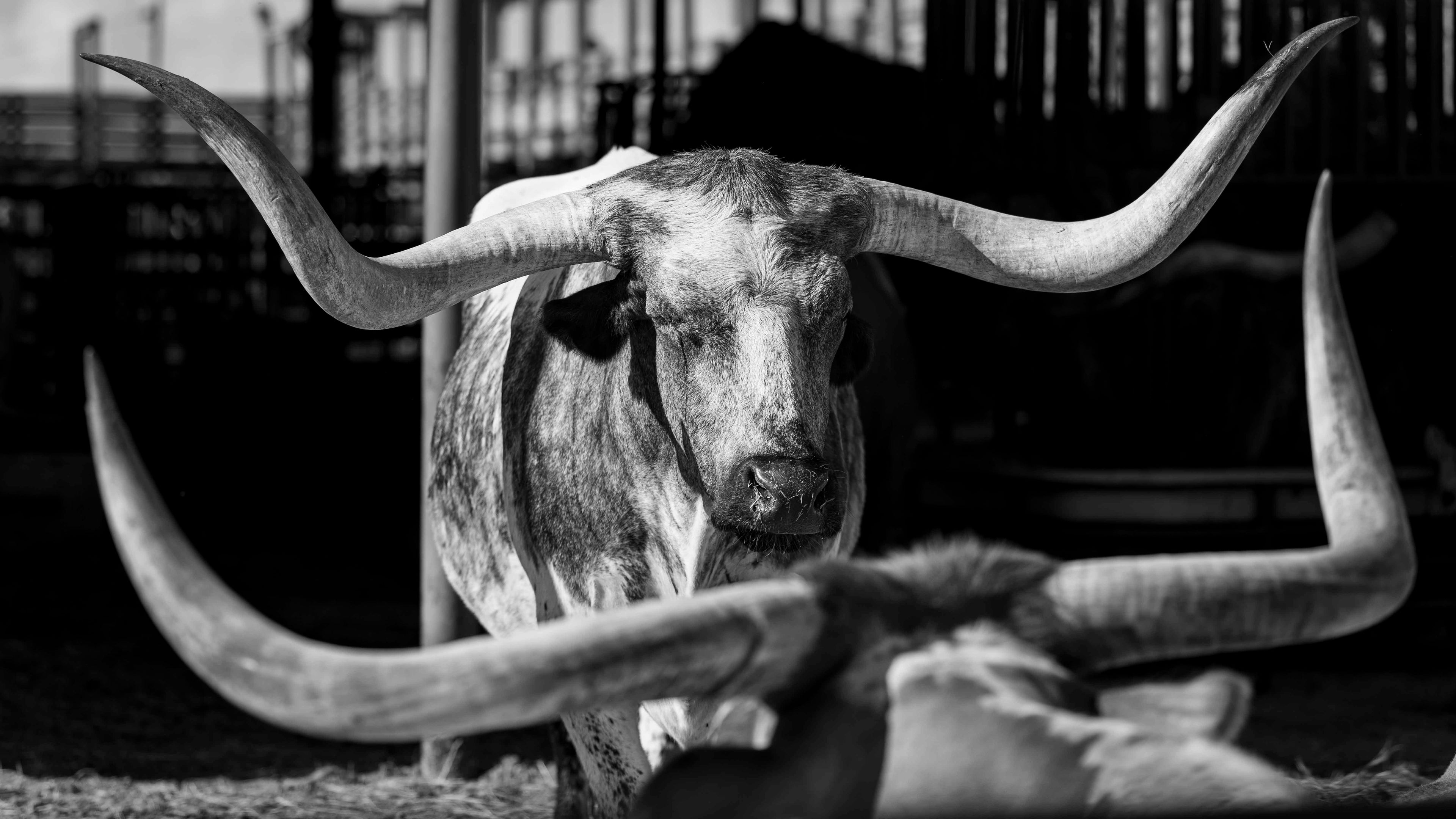 Bloodlines of Texas