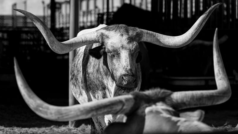 Bloodlines of Texas