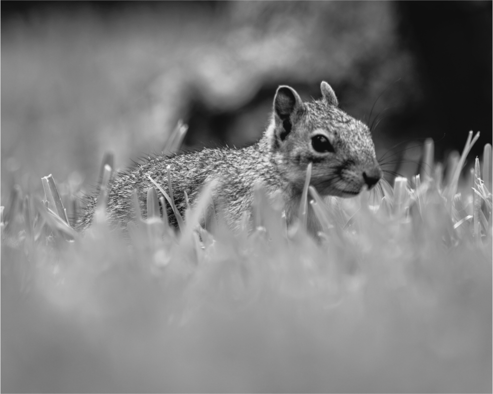 Main image Through the Grass