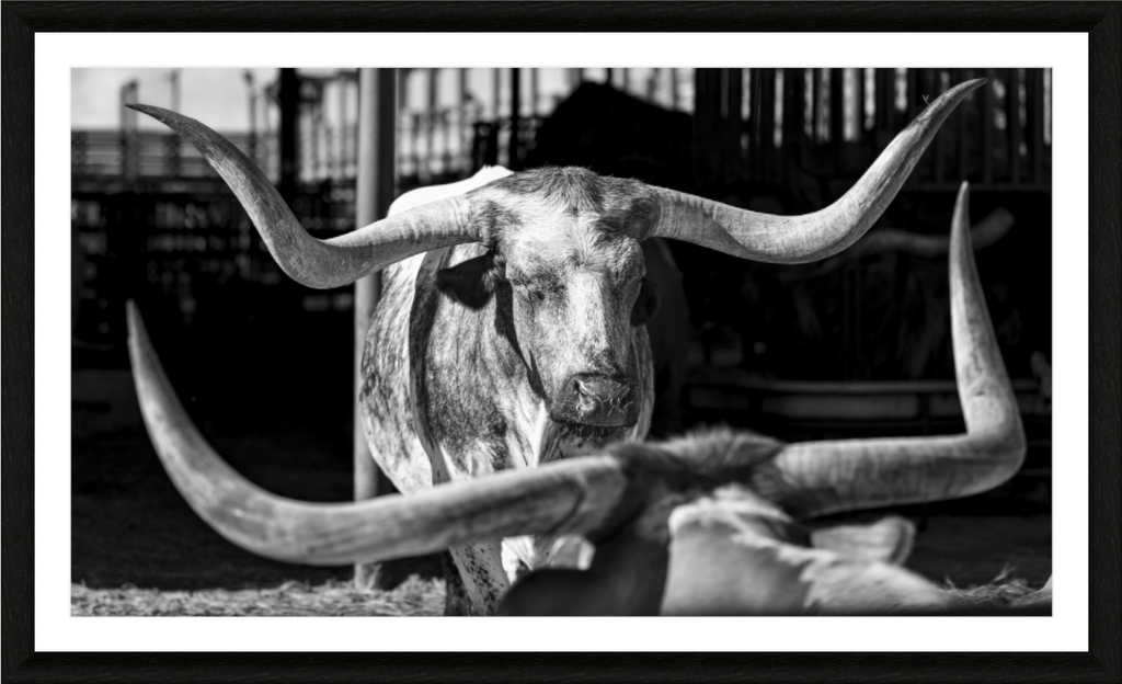 Main image The Old Breed