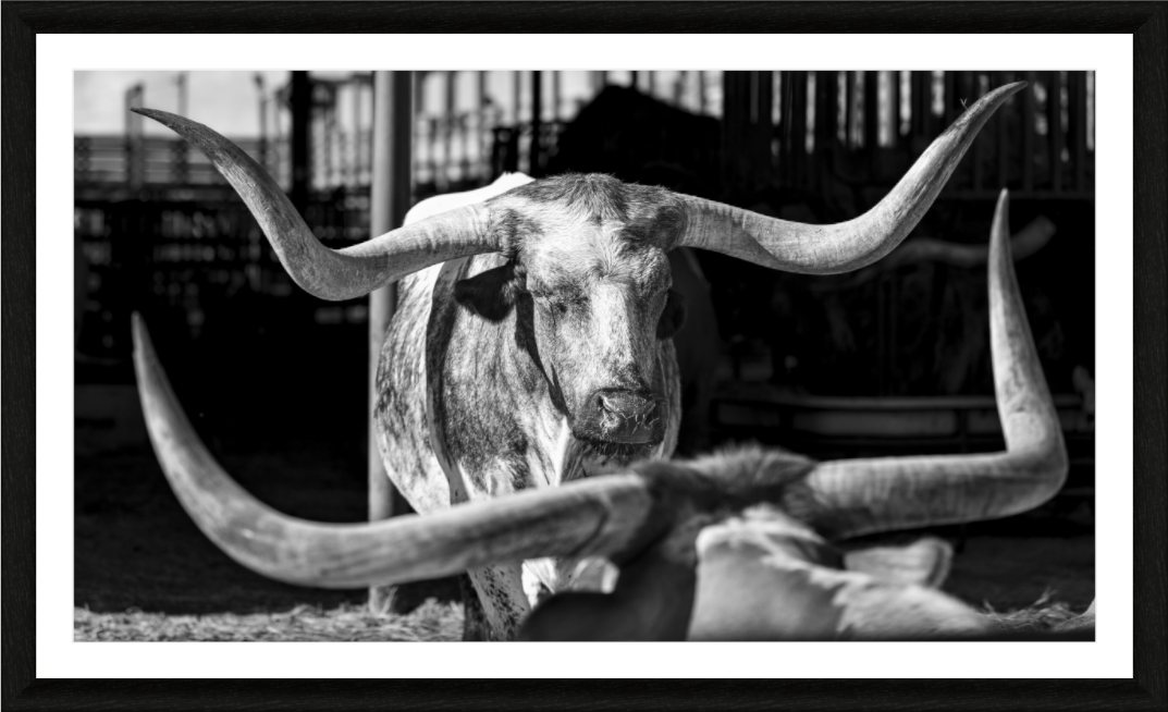 Main image The Old Breed